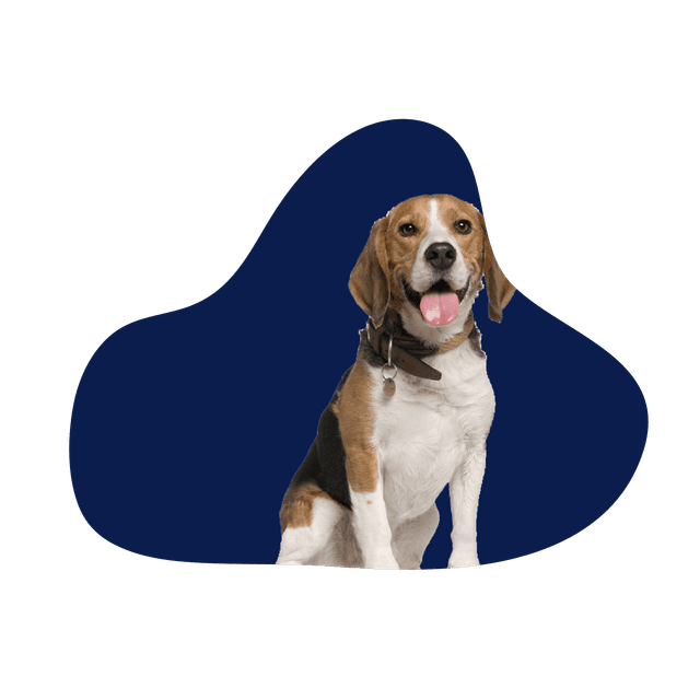 Perro