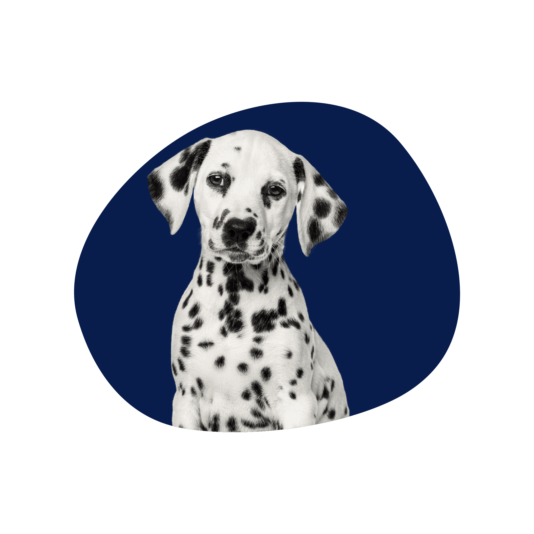 Perro