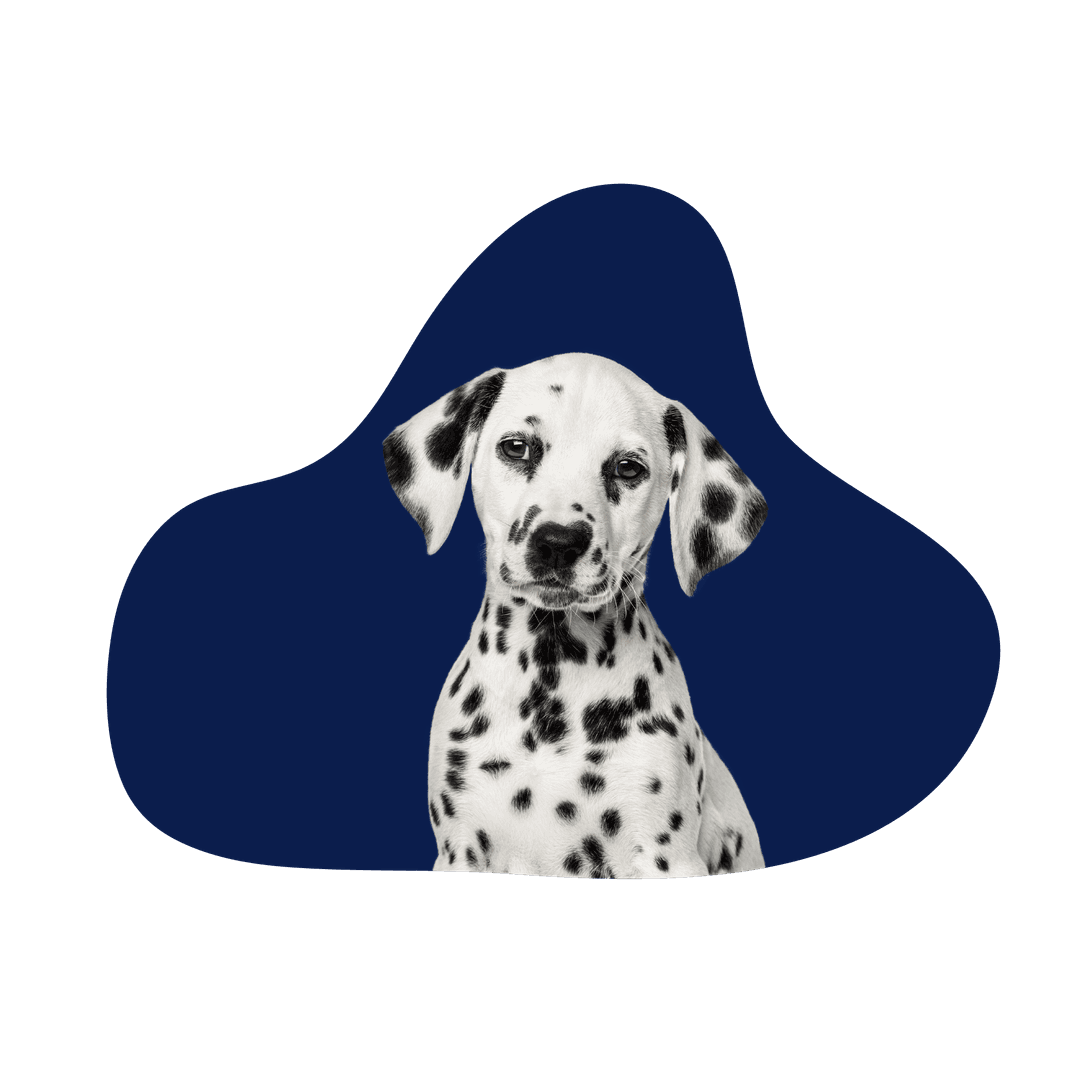 Perro feliz