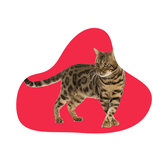 Gato