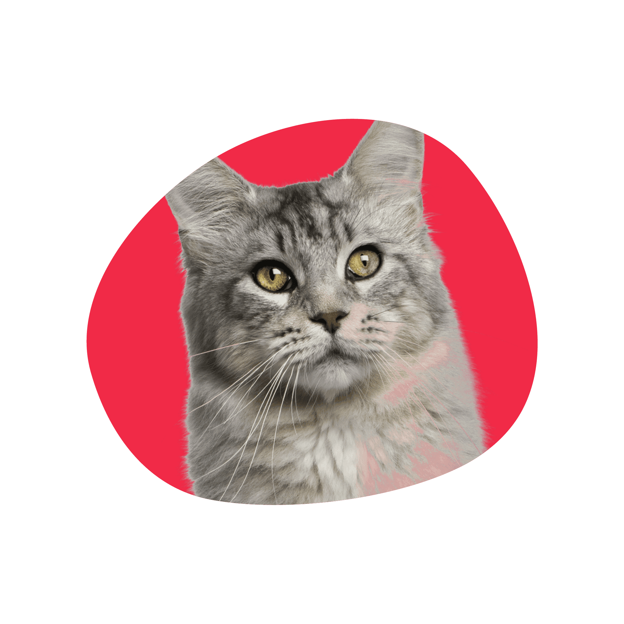 Gato