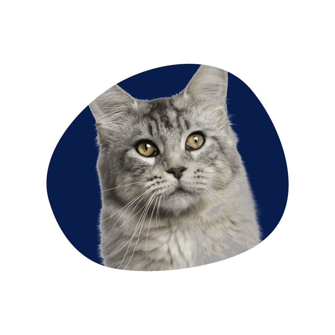 Gato Mishi