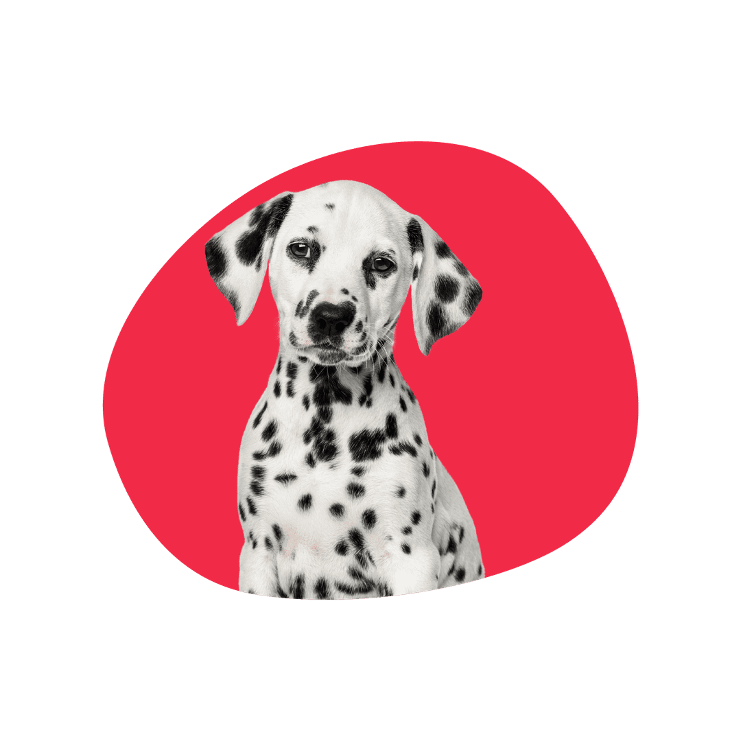Perro feliz